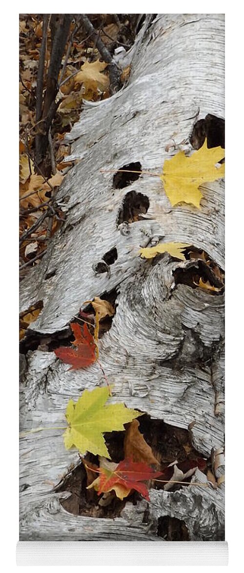 Nature Fall Autumn Birch Tree Outdoors Hunting Yoga Mat featuring the photograph Old Fallen Birch by Erick Schmidt