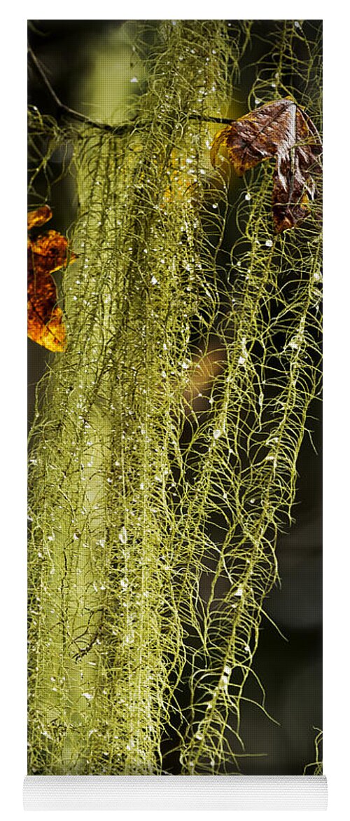 Usnea Yoga Mat featuring the photograph Old Man's Beard Lichen by Belinda Greb