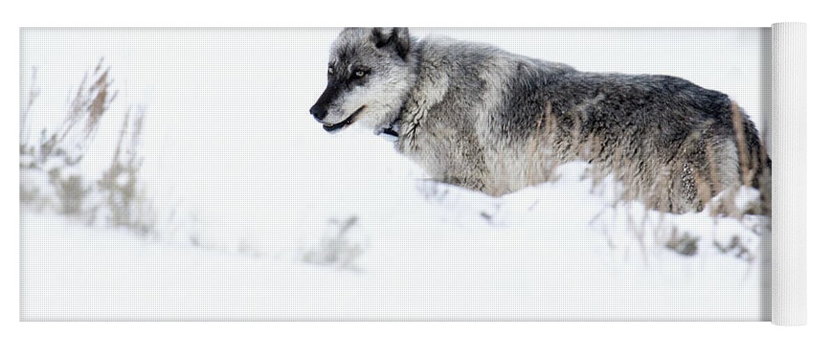 Gray Wolf Yoga Mat featuring the photograph Ole Blue Eyes by Deby Dixon