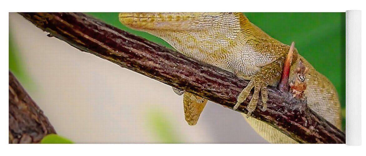 Lizard Yoga Mat featuring the photograph On Guard Squared by TK Goforth