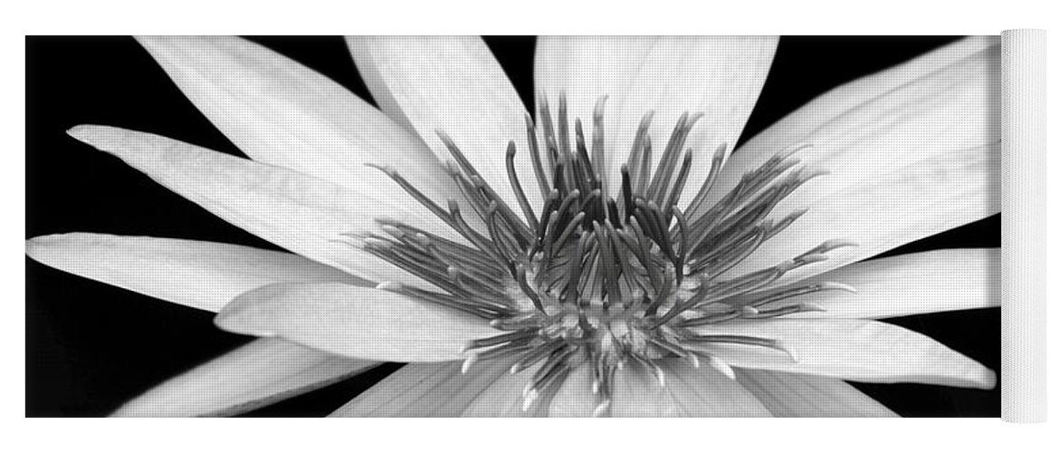 Water Lily Yoga Mat featuring the photograph One Black and White Water Lily by Sabrina L Ryan