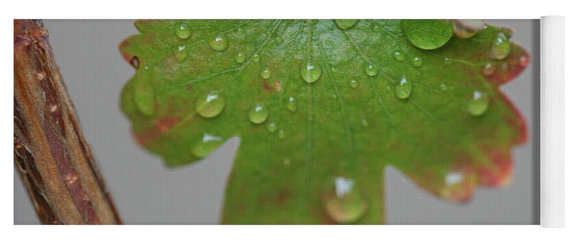 Leaf Yoga Mat featuring the photograph Rain drops on Leaf by Valerie Collins