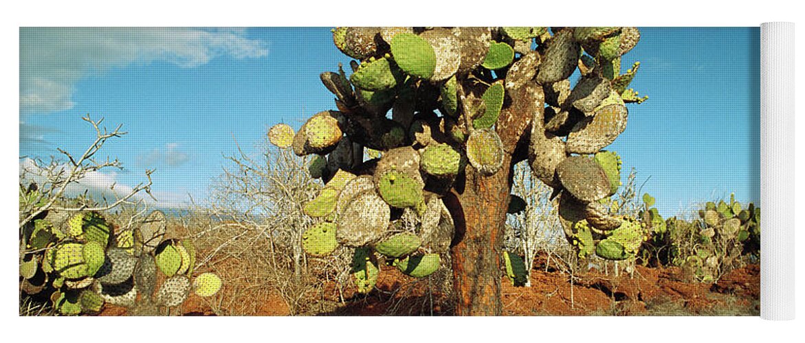 00202353 Yoga Mat featuring the photograph Opuntia Cactus Galapagos Islands by Gerry Ellis