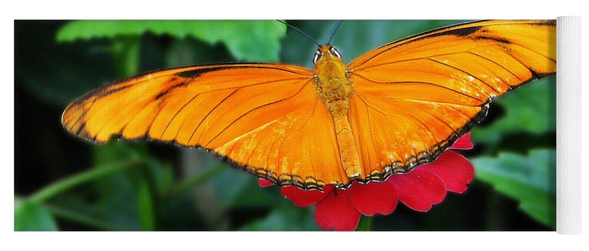 Butterfly Yoga Mat featuring the photograph Orange On Pink by Ben Yassa