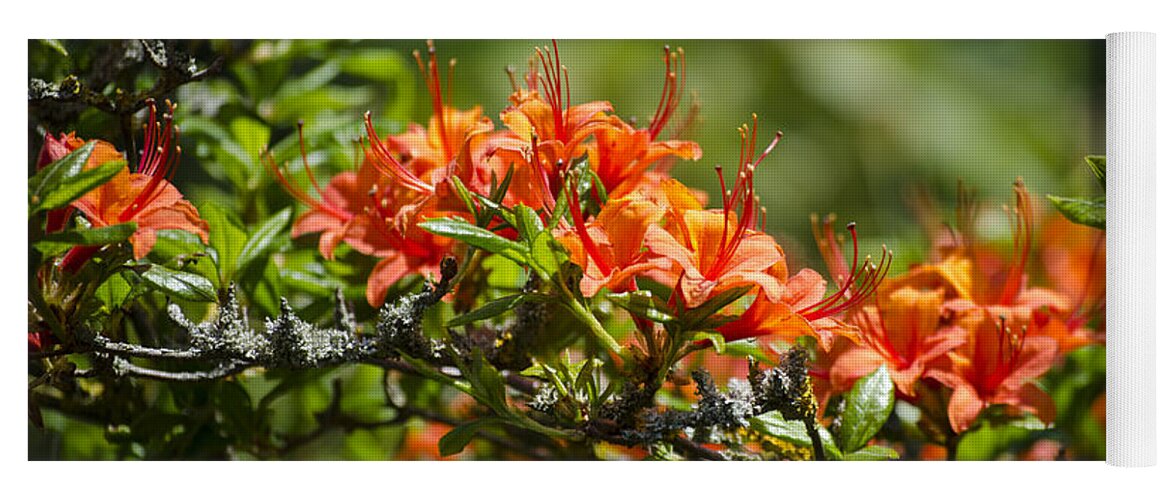 Orange Yoga Mat featuring the photograph Orange Rhododendron by Spikey Mouse Photography