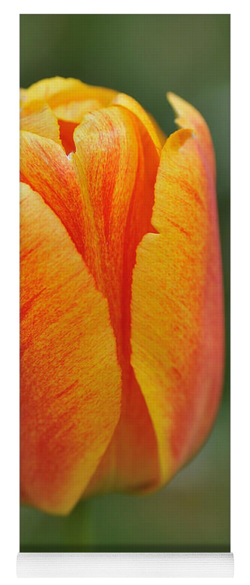 Tulip Yoga Mat featuring the photograph Orange Tulip by Matthias Hauser