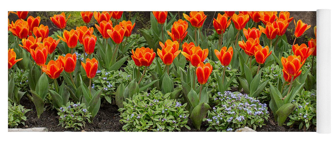 Tulipa Yoga Mat featuring the photograph Orange tulips and Forget me nots in spring by Louise Heusinkveld