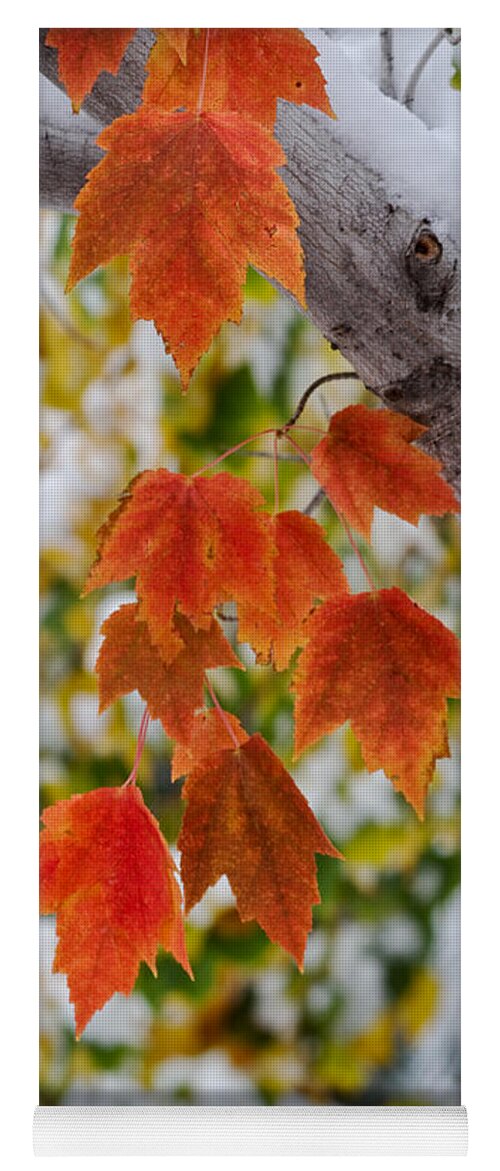 Leaves Yoga Mat featuring the photograph Orange White and Green by Ronda Kimbrow