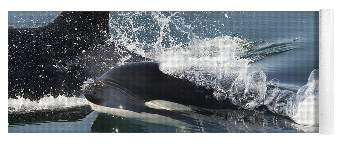 Feb0514 Yoga Mat featuring the photograph Orcas Surfacing Brothers Island Alaska by Flip Nicklin