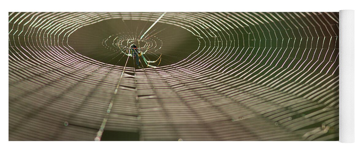 Spider Yoga Mat featuring the photograph Orchard Orbweaver #1 by Paul Rebmann