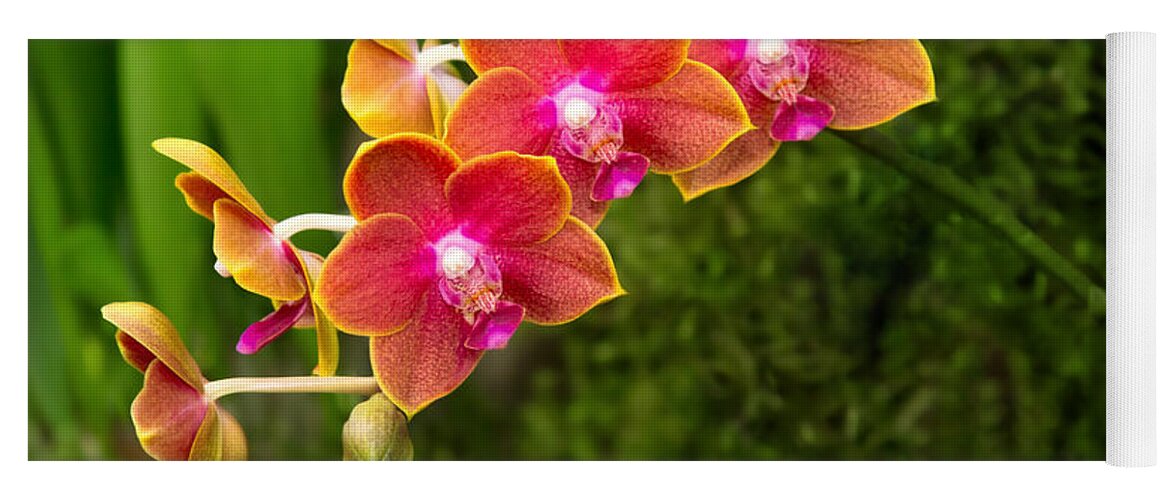 Phalaenopsis Yoga Mat featuring the photograph Orchid - Phalaenopsis - Tying Shin Cupid by Mike Savad