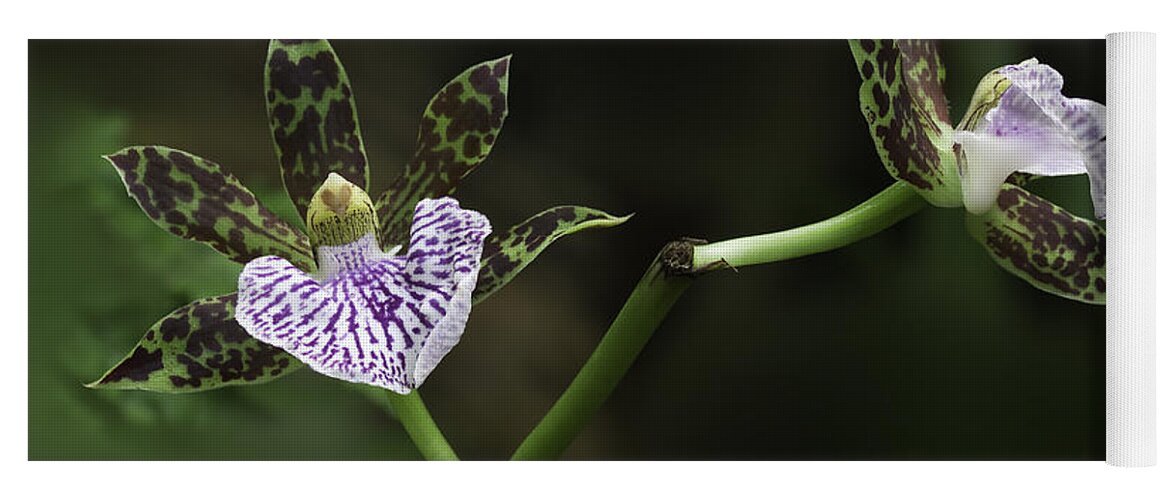 Orchid Yoga Mat featuring the photograph Orchid by Ram Vasudev
