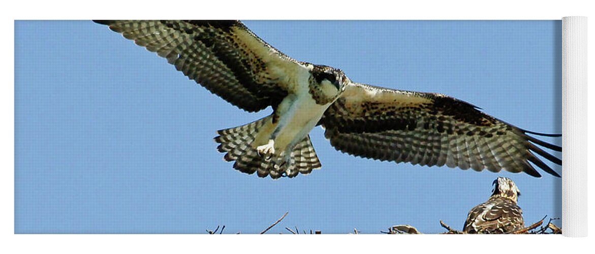 Osprey Yoga Mat featuring the photograph Osprey 4 by Bob Christopher