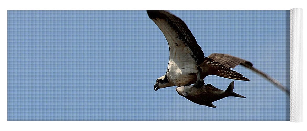 Osprey Yoga Mat featuring the photograph Osprey Grabs Lunch by Jemmy Archer