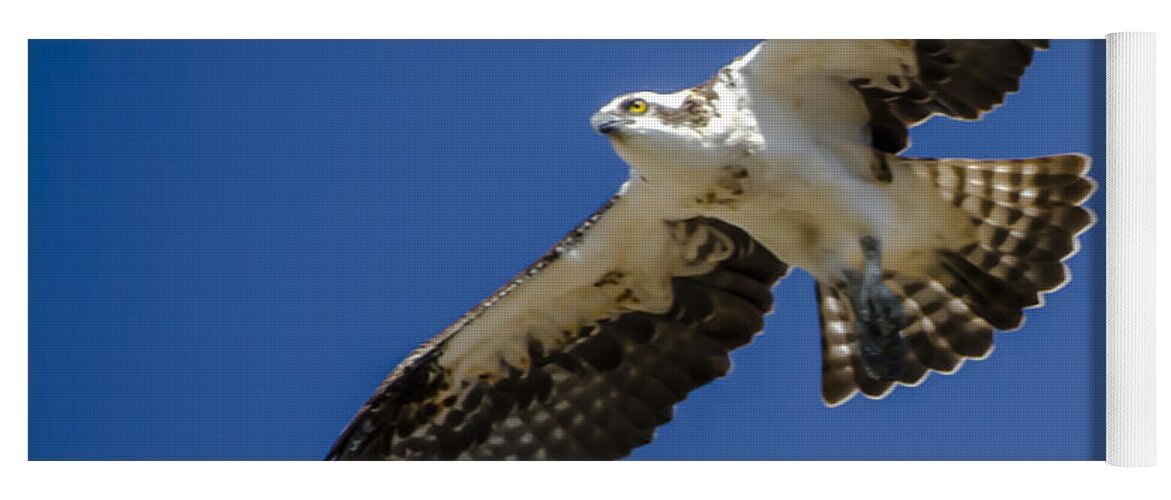 Osprey In Flight Yoga Mat featuring the photograph Osprey in Flight by Dale Powell