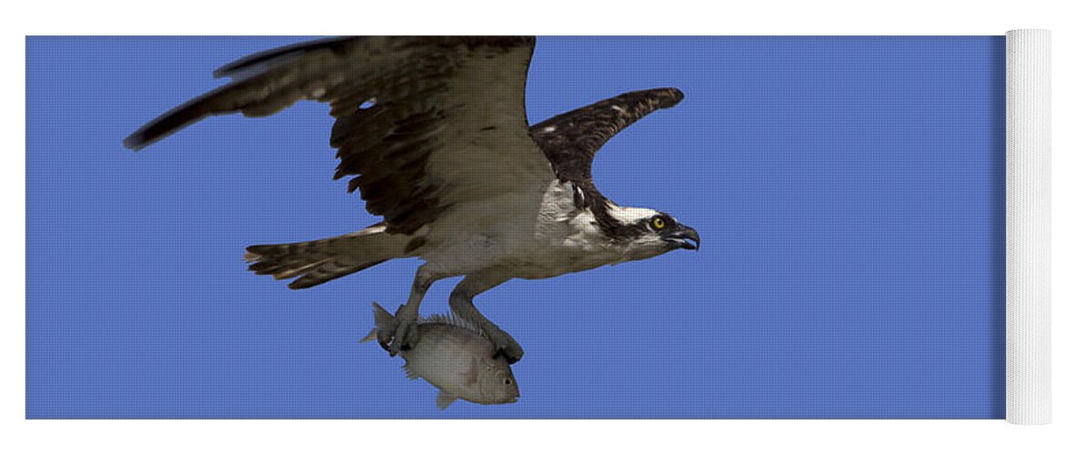 Osprey Yoga Mat featuring the photograph Osprey in Flight by Meg Rousher