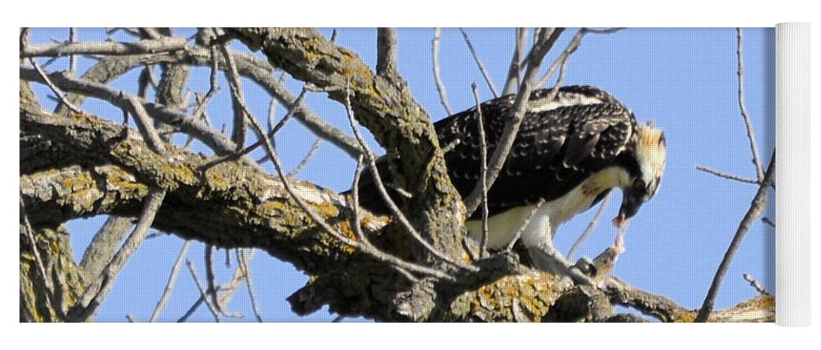 Osprey Yoga Mat featuring the photograph Osprey Meal Time by Bonfire Photography