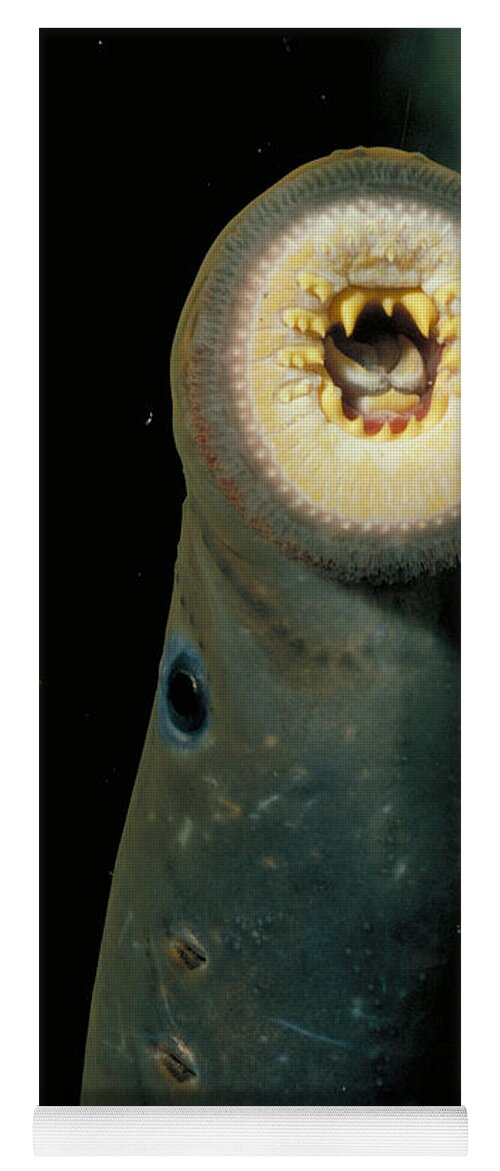 Animal Yoga Mat featuring the photograph Pacific Lamprey by Rondi Church