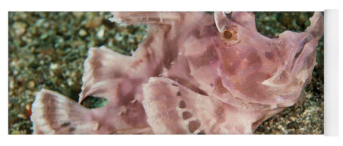 Flpa Yoga Mat featuring the photograph Paddle-flap Scorpionfish Lembeh Straits by Colin Marshall