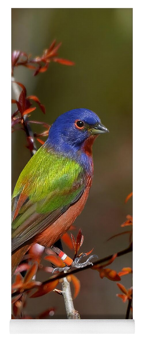 Painted Bunting Yoga Mat featuring the photograph Painted Bunting - Male by Kathy Baccari
