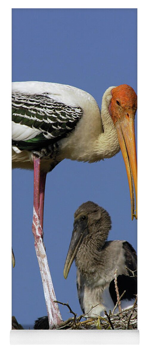 00210336 Yoga Mat featuring the photograph Painted Stork on Nest with Chicks by Pete Oxford