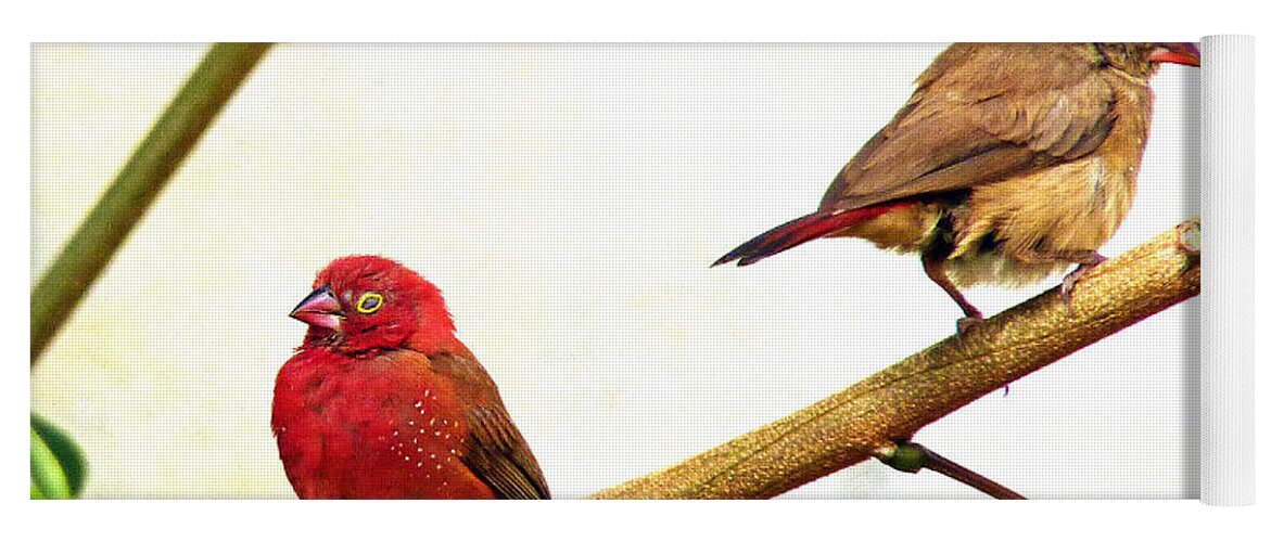 Birds Yoga Mat featuring the photograph Pair of Red-billed firefinches by Tony Murtagh
