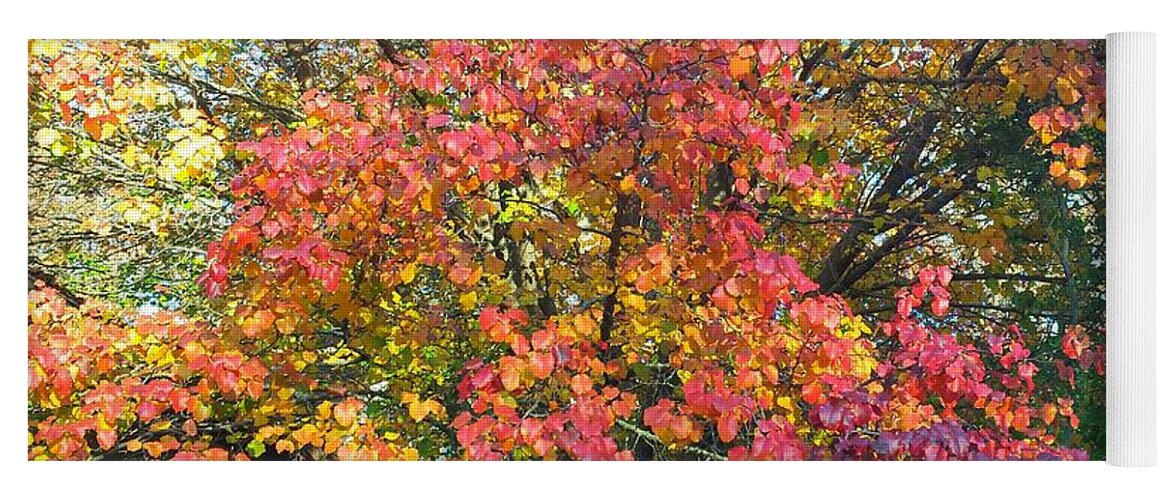 Fall Yoga Mat featuring the photograph Pallette of Fall Colors by Kenny Glover
