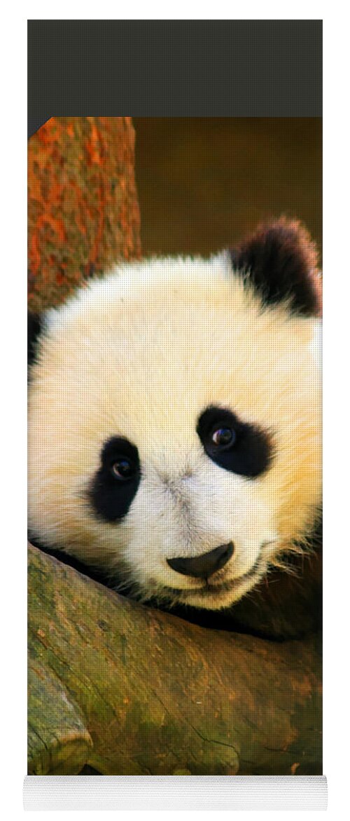 San Diego Zoo Yoga Mat featuring the photograph Panda Bear Baby Love by Tap On Photo