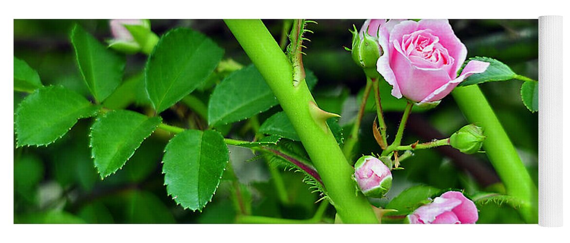 Rose Yoga Mat featuring the photograph Parallel Vines by Al Powell Photography USA