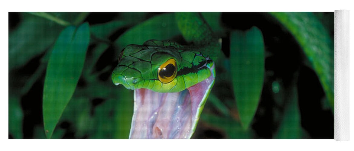 Parrot Snake Yoga Mat featuring the photograph Parrot Snake by Gregory G. Dimijian