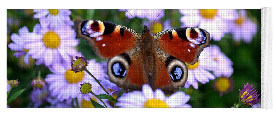 Peacock Butterfly Yoga Mat featuring the photograph Peacock Butterfly Perched On The Daisies by Scott Lyons