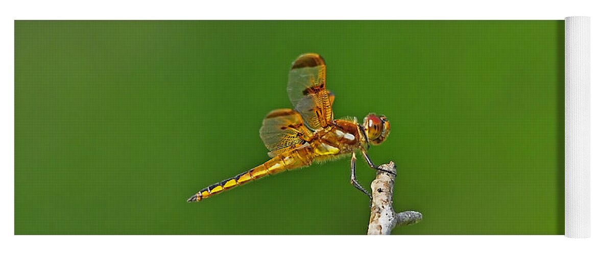 Dragonfly Yoga Mat featuring the photograph Perfect Painted by Al Powell Photography USA