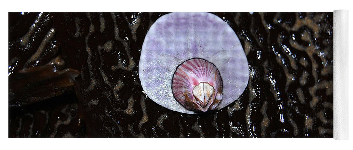 Barnacle Yoga Mat featuring the photograph Perfectly Attached Barnacle and Sand Dollar by Debra Thompson