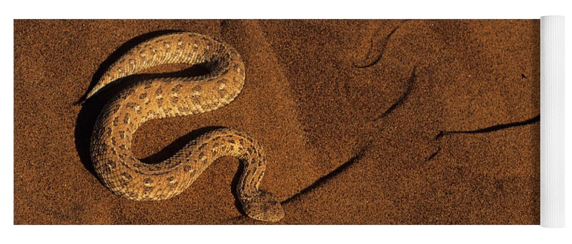 Peringuey's Adder Yoga Mat featuring the photograph Peringuays Adder by Nigel Dennis