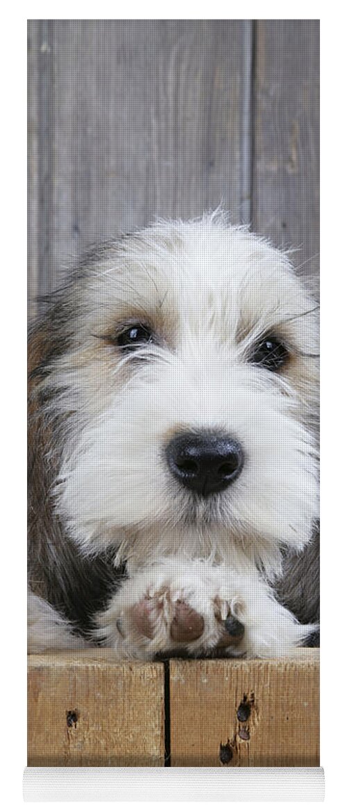 Dog Yoga Mat featuring the photograph Petit Basset Griffon Vendeen by John Daniels