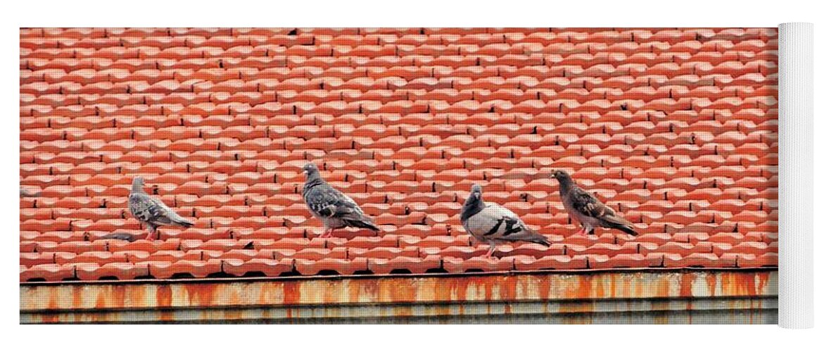 Pigeons Yoga Mat featuring the photograph Pigeons On Roof by Aaron Martens