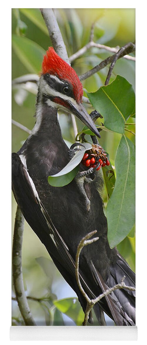 Woodpecker Yoga Mat featuring the photograph Pileated Woodpecker by Kathy Baccari