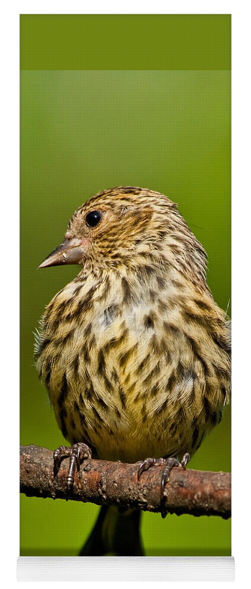 Animal Yoga Mat featuring the photograph Pine Siskin With Yellow Coloration by Jeff Goulden