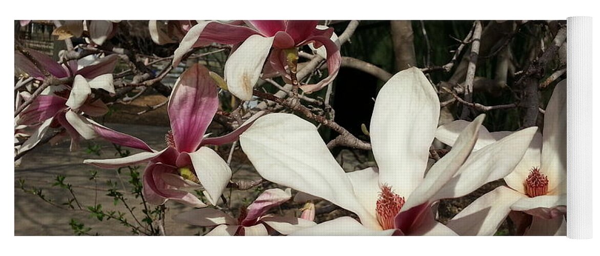 Pink Yoga Mat featuring the photograph Pink and White Spring Magnolia by Caryl J Bohn