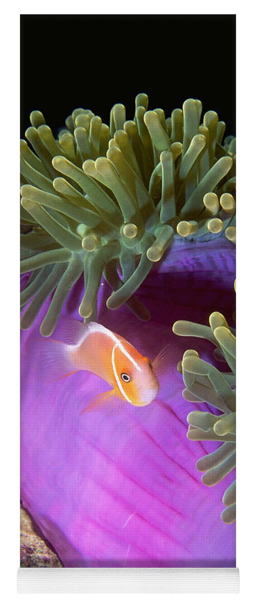 Amphiprion Yoga Mat featuring the photograph Pink Anemonefish by F. Stuart Westmorland