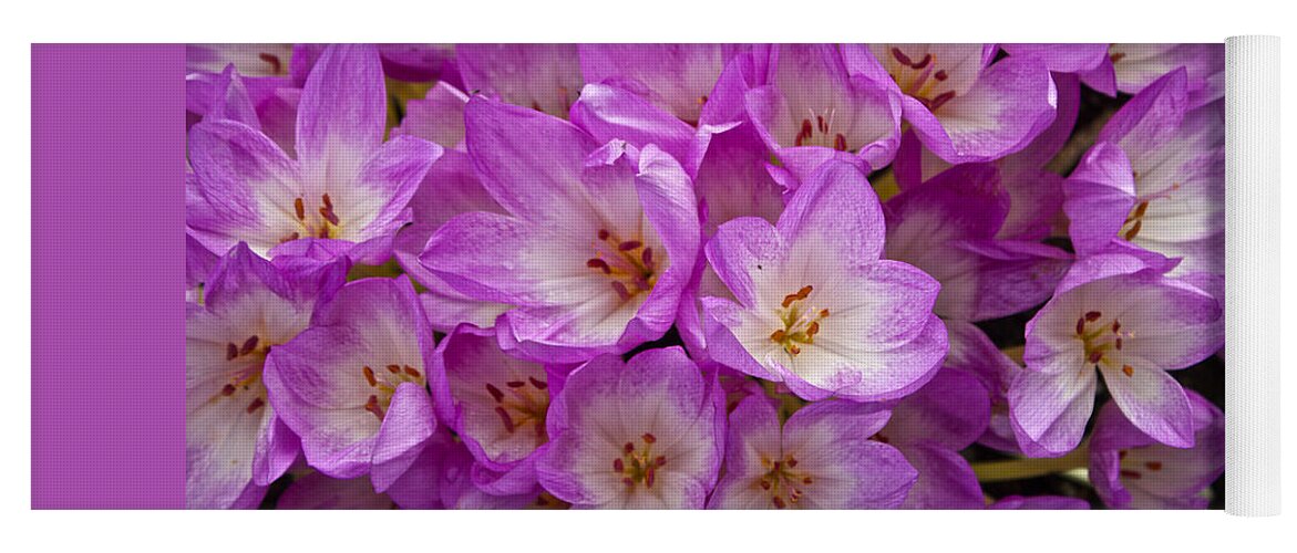 Crocus Sativus Yoga Mat featuring the photograph Pink Crocus by Venetia Featherstone-Witty