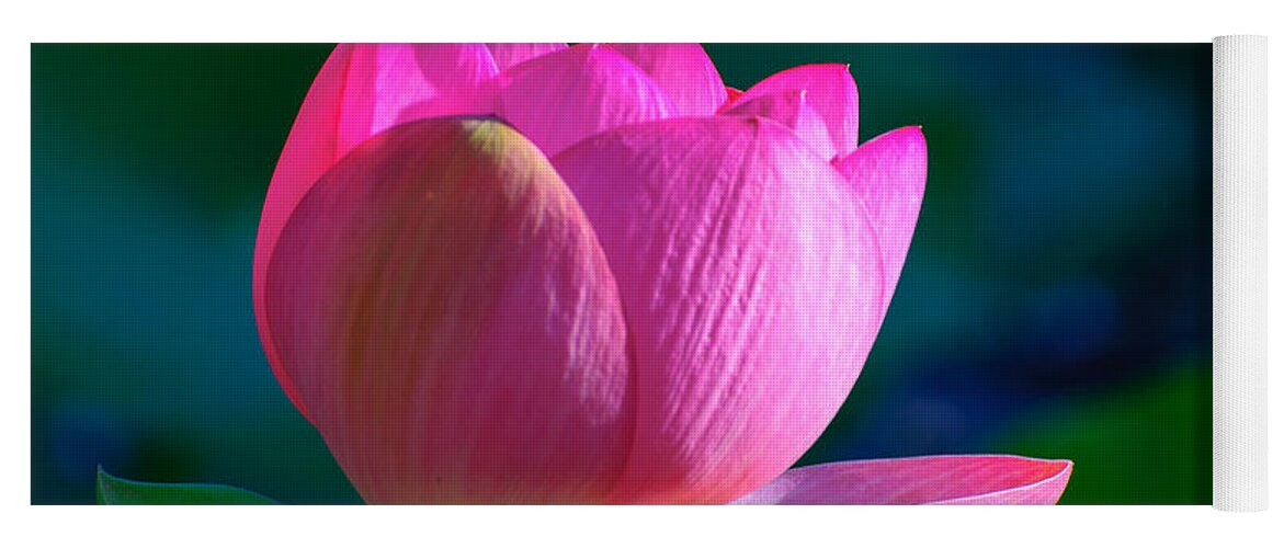 Water Lily Yoga Mat featuring the photograph Pink lily by John Johnson