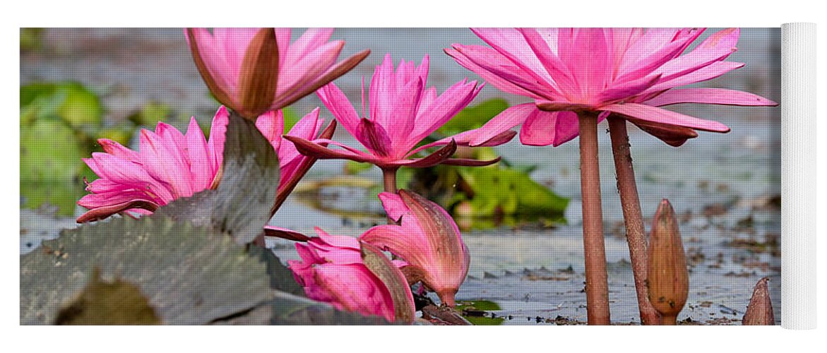Pink Yoga Mat featuring the photograph Pink Lotuses by Fotosas Photography