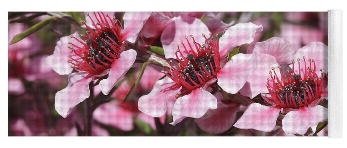 Pink Yoga Mat featuring the photograph Pink New Zeland Tea tree macro by Ken Brown