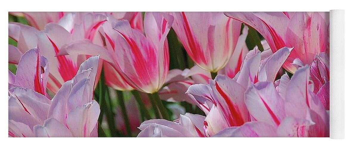 Pink Tulips Yoga Mat featuring the photograph Pink Tulips 3 by Allen Beatty