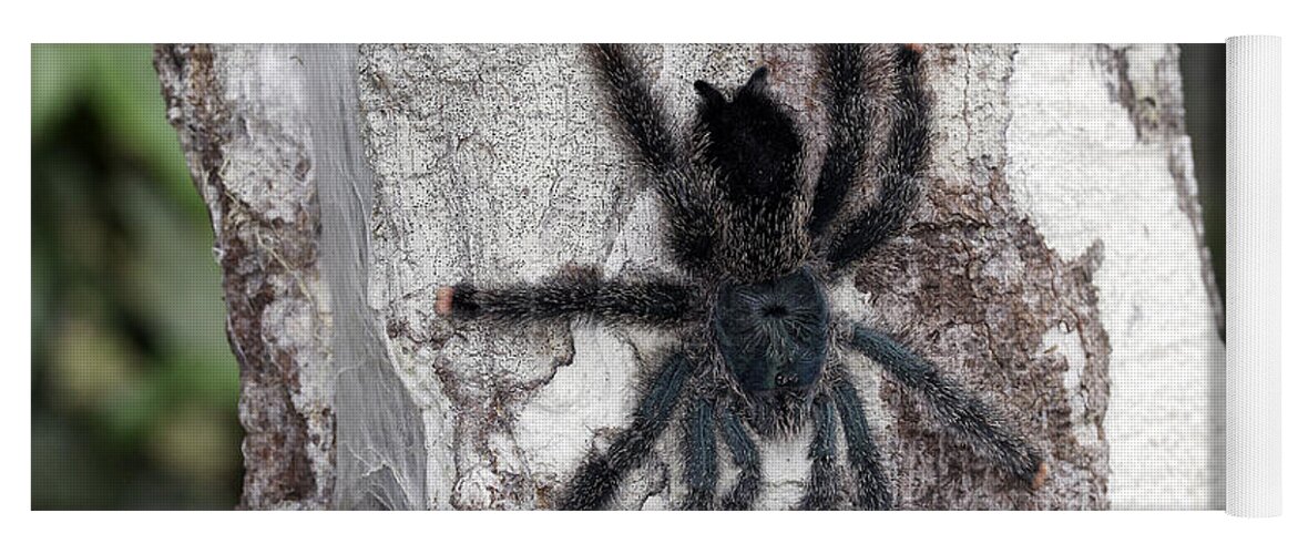 Pinktoe Tarantula Yoga Mat featuring the photograph Pinktoe Tarantula by M. Watson