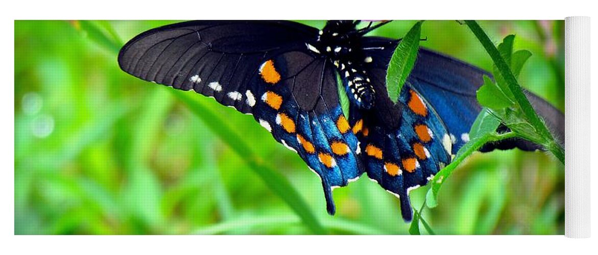 Carol R Montoya Yoga Mat featuring the photograph Pipevine Swallowtail Hanging On by Carol Montoya