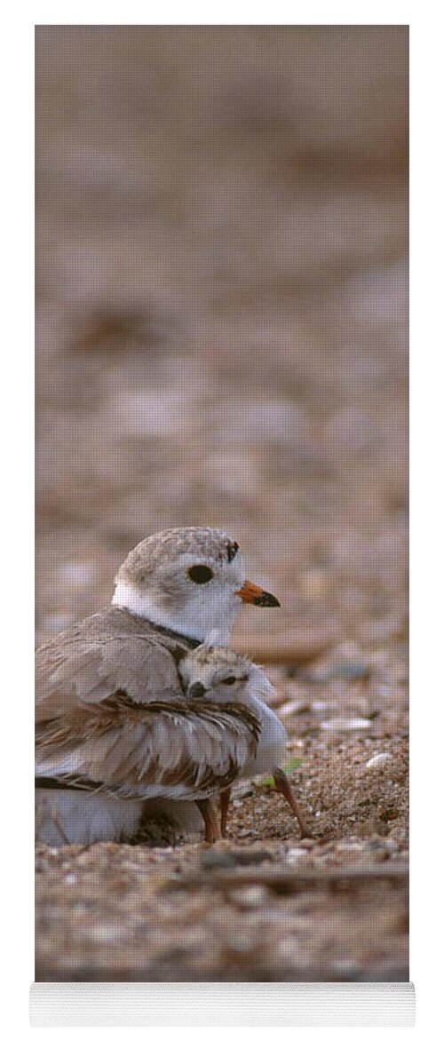 Piping Plover Yoga Mat featuring the photograph Piping Plover With Chick by Paul J. Fusco