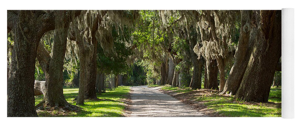 Spanish Moss Yoga Mat featuring the photograph Plantation Road by Louise Heusinkveld