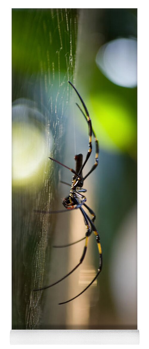  Spider Yoga Mat featuring the photograph Poised by Kerryn Madsen-Pietsch